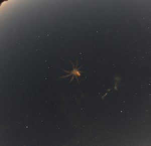 Spinne1-1014px